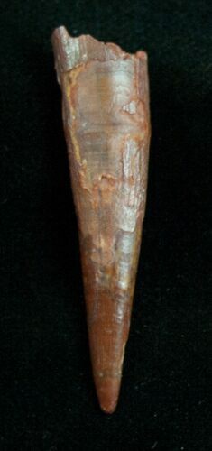 Large Inch Pterosaur Tooth - Morocco #7129